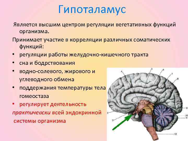 Центр голода в головном мозге. Гипоталамус высший центр регуляции эндокринных функций. Нейроэндокринные системы гипоталамуса регуляция. Головной мозг гипоталамус. Гипоталамус роль в организме.