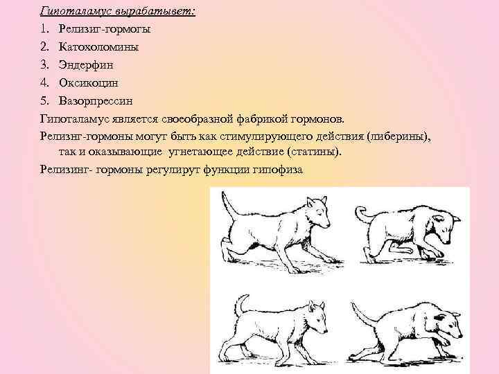 Гипоталамус вырабатывет: 1. Релизиг-гормогы 2. Катохоломины 3. Эндерфин 4. Оксикоцин 5. Вазорпрессин Гипоталамус является