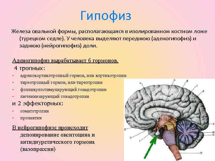 Гипофиз характеристика. Топография гипофиза доли аденогипофиз нейрогипофиз. Гипофиз это железа. Строение гипофиза человека. Расположение гипофиза в головном мозге.