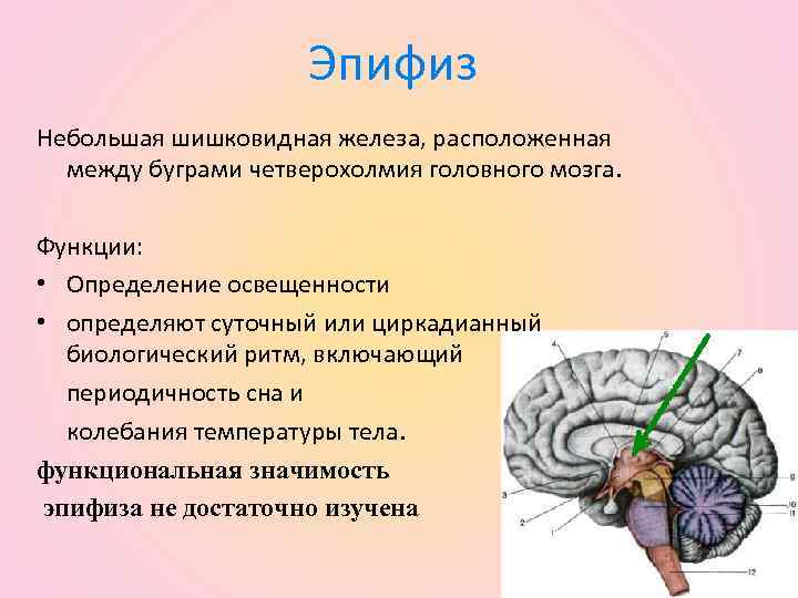 Железа мозга 7. Гипофиз и эпифиз головного мозга. Функция эпифиза в головном мозге. Эпифиз анатомия функции. Шишковидное тело железа внутренней секреции.