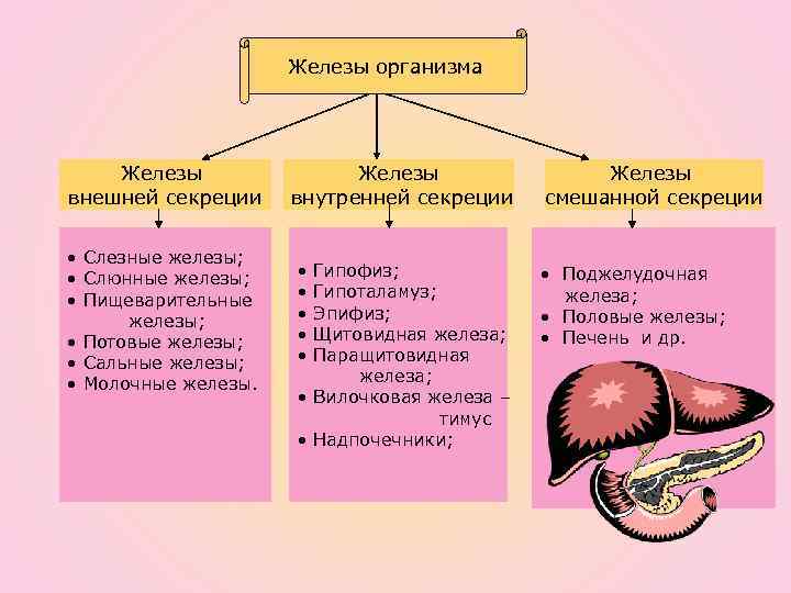 Характеристика желез организма человека. К железам внешней секреции относятся гипофиз. Железы внешней внутренней и смешанной секреции. Железы желудка относят к железам внутренней секреции. Печень железа внутренней или внешней секреции.
