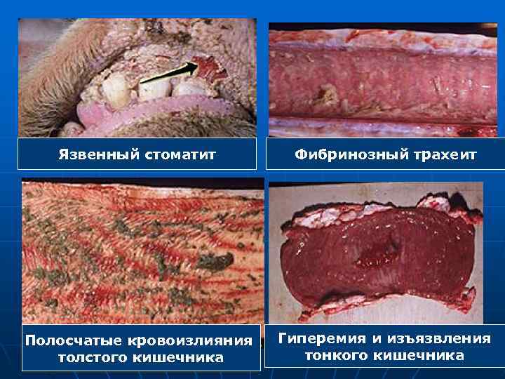 Язвенный стоматит Фибринозный трахеит Полосчатые кровоизлияния толстого кишечника Гиперемия и изъязвления тонкого кишечника 