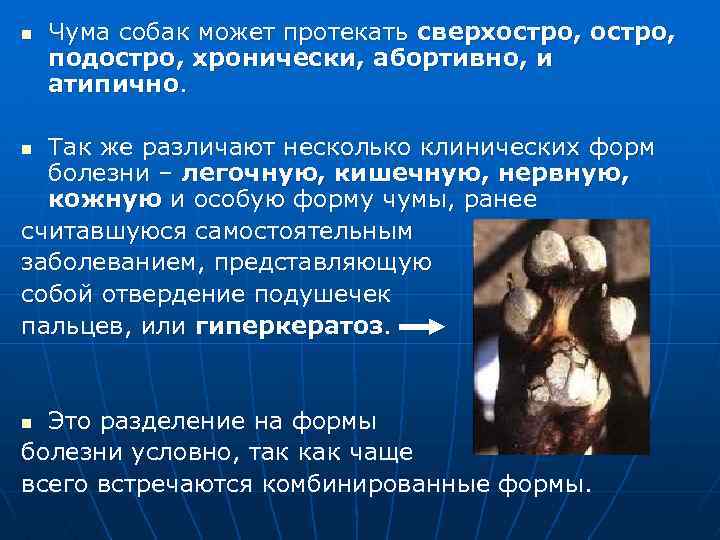 n Чума собак может протекать сверхостро, подостро, хронически, абортивно, и атипично. Так же различают