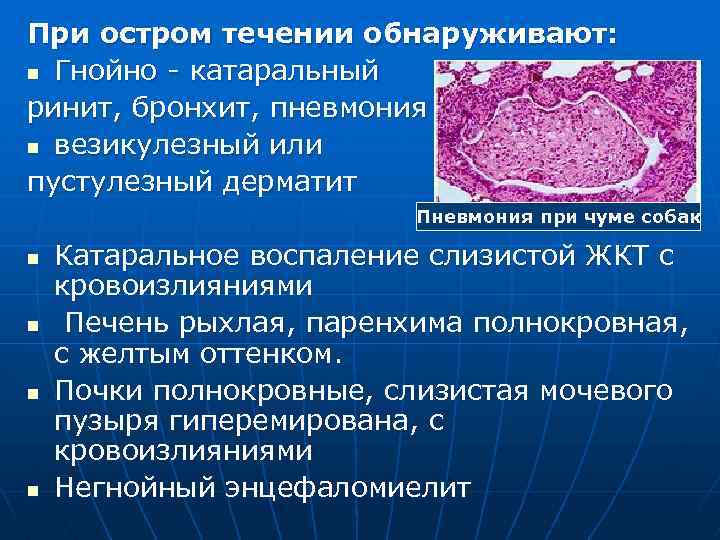 При остром течении обнаруживают: n Гнойно - катаральный ринит, бронхит, пневмония n везикулезный или