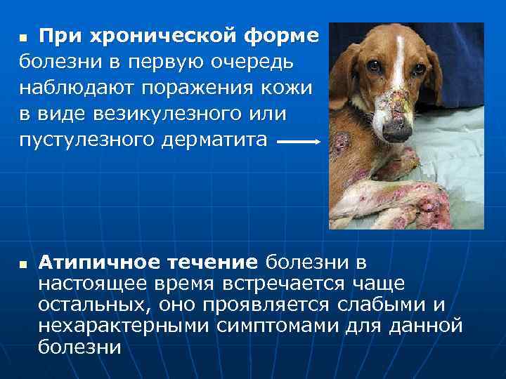 При хронической форме болезни в первую очередь наблюдают поражения кожи в виде везикулезного или