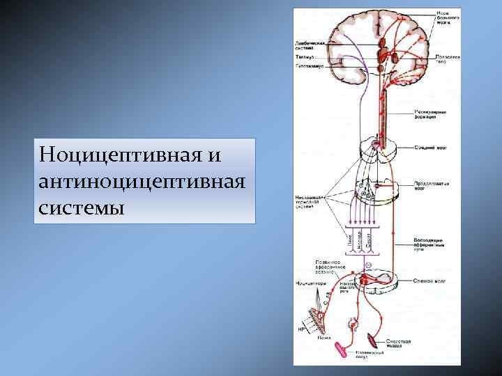 Схема антиноцицептивной системы