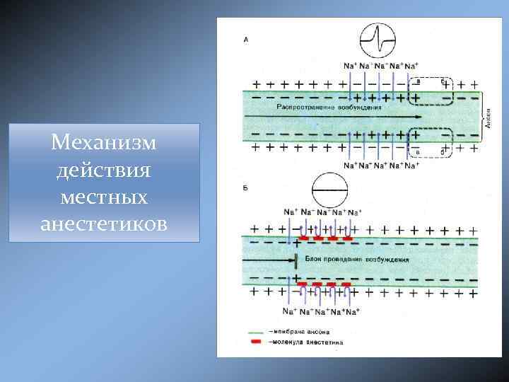Механизм действия местных анестетиков 