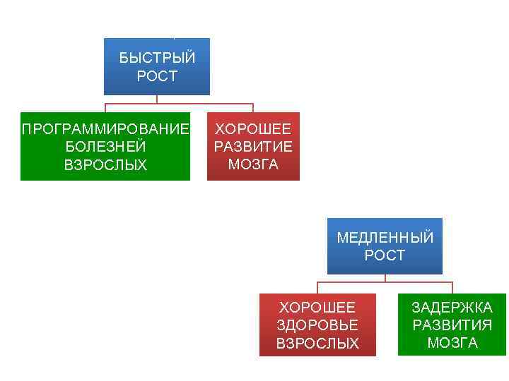 БЫСТРЫЙ РОСТ ПРОГРАММИРОВАНИЕ БОЛЕЗНЕЙ ВЗРОСЛЫХ ХОРОШЕЕ РАЗВИТИЕ МОЗГА МЕДЛЕННЫЙ РОСТ ХОРОШЕЕ ЗДОРОВЬЕ ВЗРОСЛЫХ ЗАДЕРЖКА