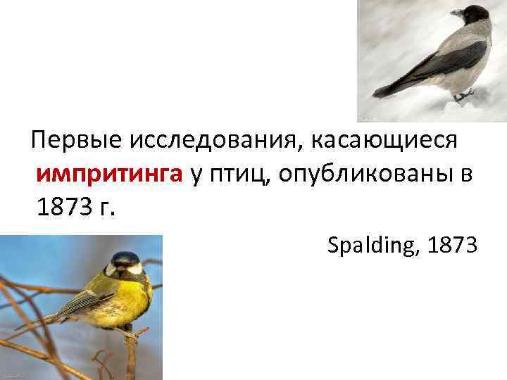 Первые исследования, касающиеся импритинга у птиц, опубликованы в 1873 г. Spalding, 1873 