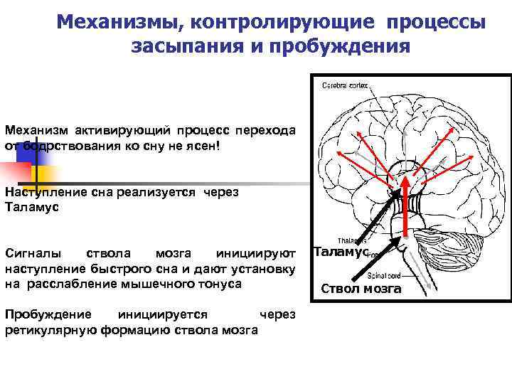Механизмы, контролирующие процессы засыпания и пробуждения Механизм активирующий процесс перехода от бодрствования ко сну