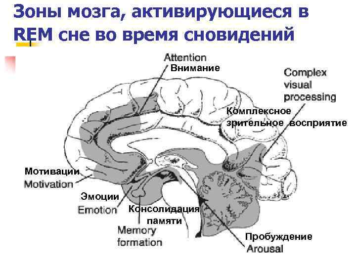 Зоны мозга, активирующиеся в REM сне во время сновидений Внимание Комплексное зрительное восприятие Мотивации