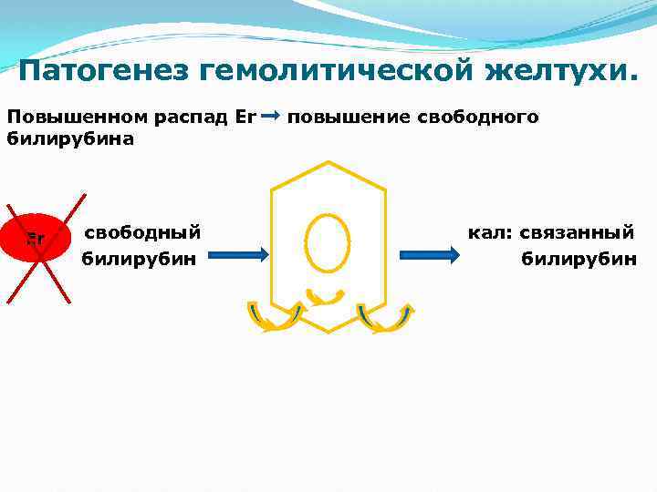 Желтухи задачи. Патогенез физиологической желтухи новорожденных. Механизм действия гемолитической желтухи. Гемолитическая желтуха механизм развития. Патогенез гемолитической желтухи.