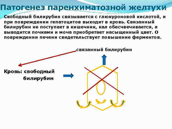 Патогенез механической желтухи схема