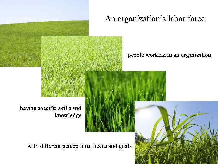 An organization’s labor force people working in an organization having specific skills and knowledge