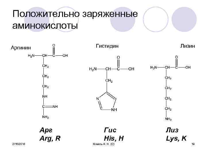 Положительно заряженные аминокислоты Гистидин Аргинин Арг Arg, R 2/16/2018 Гис His, H Коваль А.
