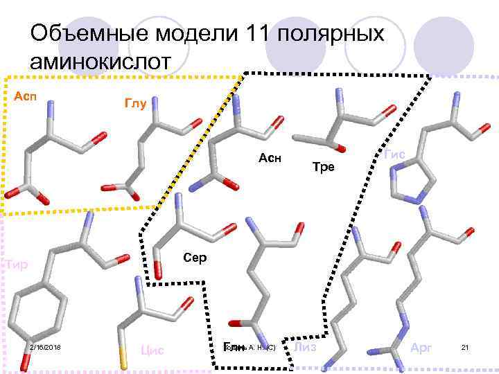 Объемные модели 11 полярных аминокислот Асп Глу Асн Тре Гис Сер Тир 2/16/2018 Цис