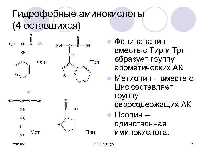 Гидрофобные аминокислоты (4 оставшихся) Фенилаланин – вместе с Тир и Трп образует группу ароматических