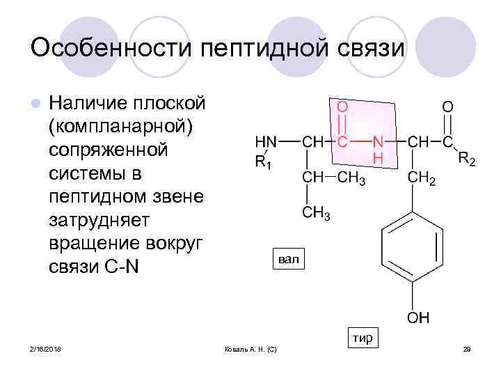 Особенности пептидной связи l Наличие плоской (компланарной) сопряженной системы в пептидном звене затрудняет вращение