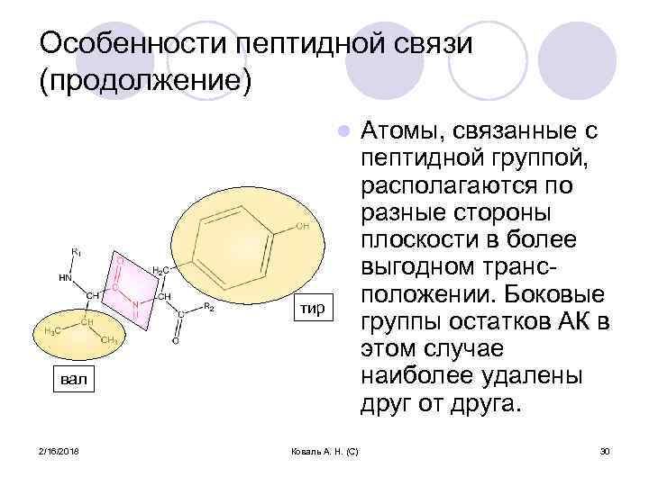 Особенности пептидной связи (продолжение) l тир вал 2/16/2018 Коваль А. Н. (С) Атомы, связанные