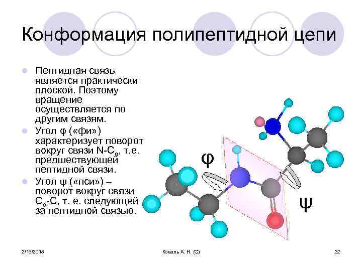 Конформация полипептидной цепи Пептидная связь является практически плоской. Поэтому вращение осуществляется по другим связям.