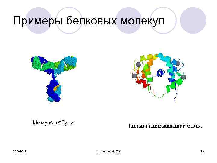 Примеры белковых молекул Иммуноглобулин 2/16/2018 Кальцийсвязывающий белок Коваль А. Н. (С) 33 