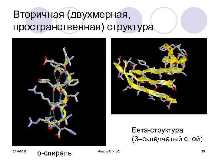 Вторичная (двухмерная, пространственная) структура Бета-структура (β–складчатый слой) 2/16/2018 α-спираль Коваль А. Н. (С) 35