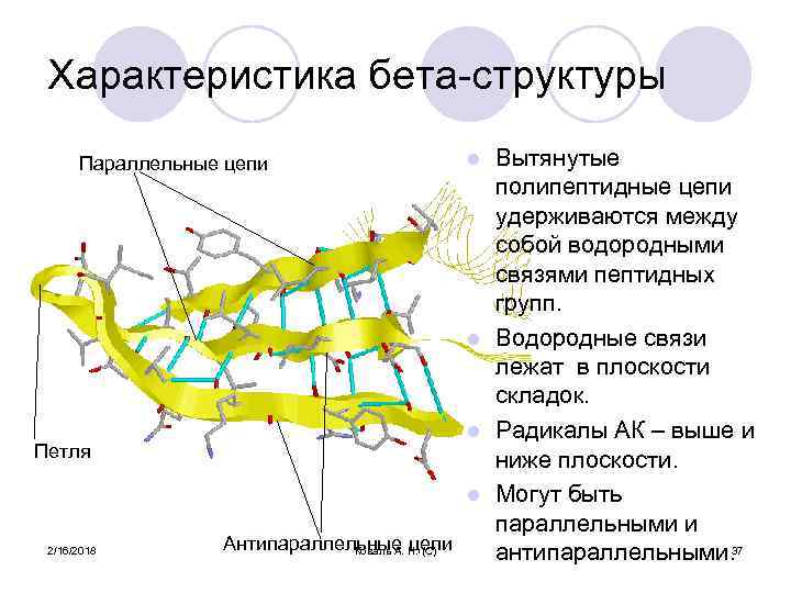 Характеристика бета-структуры Вытянутые полипептидные цепи удерживаются между собой водородными связями пептидных групп. l Водородные