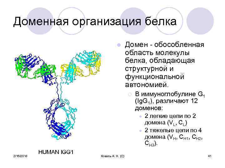 Доменная организация белка l Домен - обособленная область молекулы белка, обладающая структурной и функциональной