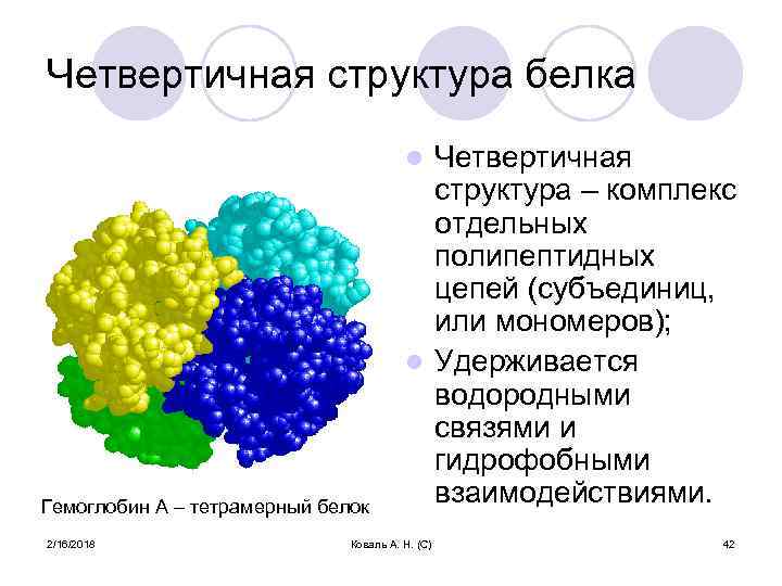 Четвертичная структура белка Четвертичная структура – комплекс отдельных полипептидных цепей (субъединиц, или мономеров); l