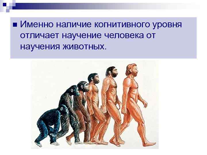 n Именно наличие когнитивного уровня отличает научение человека от научения животных. 