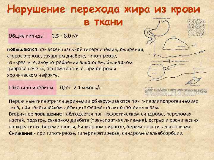 Нарушение перехода жира из крови в ткани Общие липиды 3, 5 ‑ 8, 0