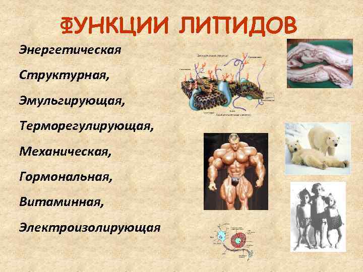 ФУНКЦИИ ЛИПИДОВ Энергетическая Структурная, Эмульгирующая, Терморегулирующая, Механическая, Гормональная, Витаминная, Электроизолирующая 