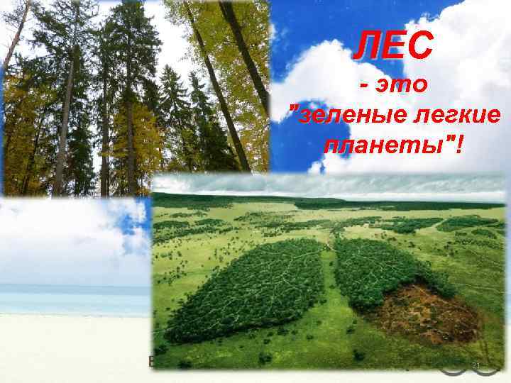 ЛЕС - это "зеленые легкие планеты"! 21 