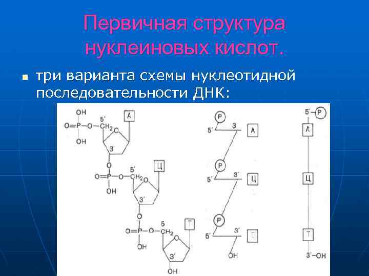 Первичная структура нуклеиновых кислот. n три варианта схемы нуклеотидной последовательности ДНК: 