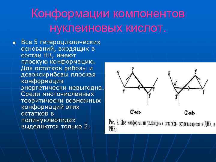 Конформации компонентов нуклеиновых кислот. n Все 5 гетероциклических оснований, входящих в состав НК, имеют