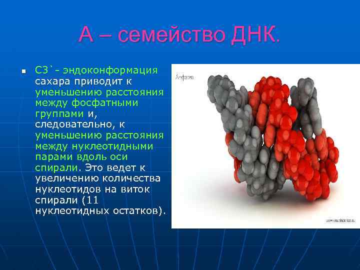 А – семейство ДНК. n С 3`- эндоконформация сахара приводит к уменьшению расстояния между