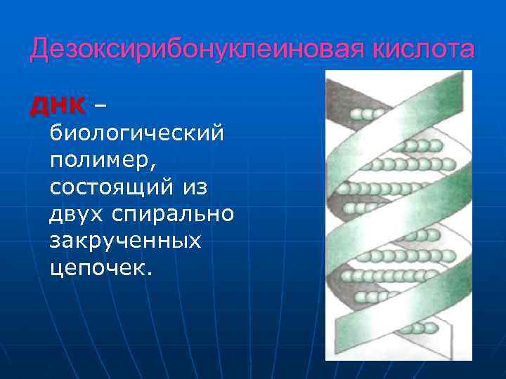 Дезоксирибонуклеиновая кислота ДНК – биологический полимер, состоящий из двух спирально закрученных цепочек. 