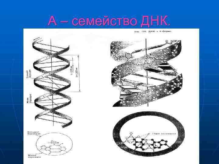 А – семейство ДНК. 