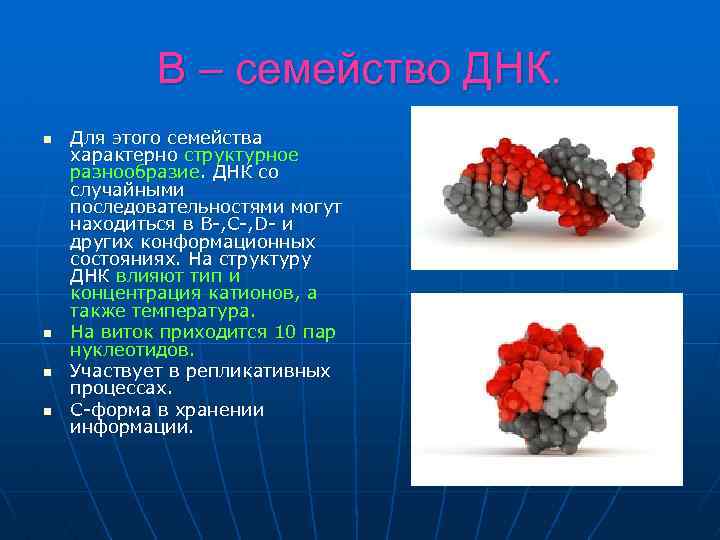 В – семейство ДНК. n n Для этого семейства характерно структурное разнообразие. ДНК со