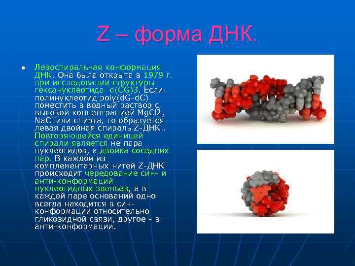 Z – форма ДНК. n Левоспиральная конформация ДНК. Она была открыта в 1979 г.