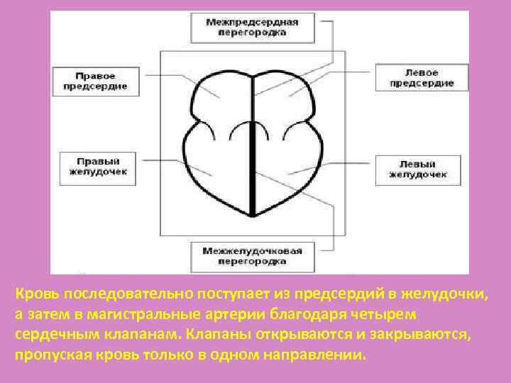 Кровь последовательно поступает из предсердий в желудочки, а затем в магистральные артерии благодаря четырем