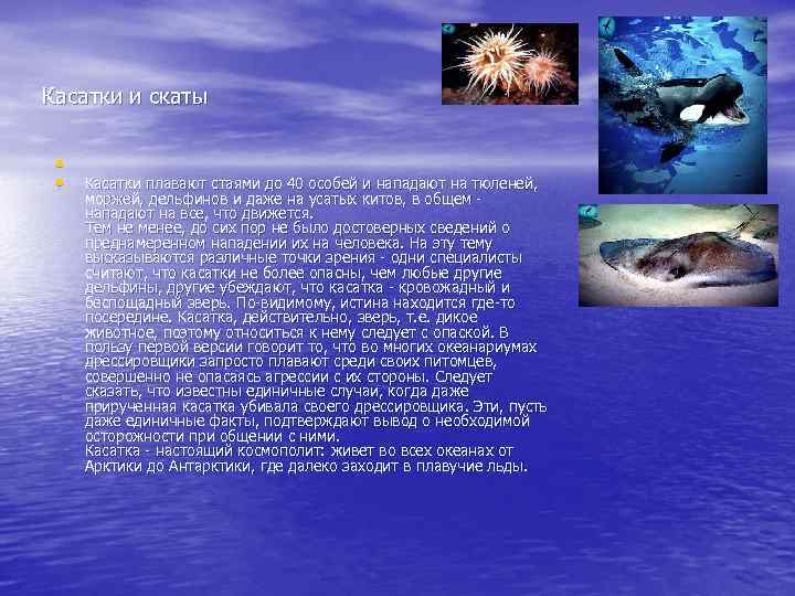 Касатки и скаты • • Касатки плавают стаями до 40 особей и нападают на