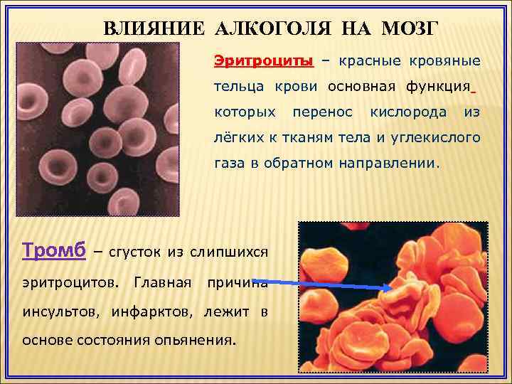 Кровь не сворачивается болезнь. Влияние на эритроциты в крови. Как образуются эритроциты. Эритроциты крови человека характеризуются.