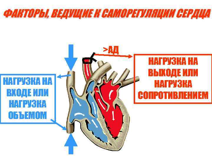 ФАКТОРЫ, ВЕДУЩИЕ К САМОРЕГУЛЯЦИИ СЕРДЦА >АД НАГРУЗКА НА ВХОДЕ ИЛИ НАГРУЗКА ОБЪЕМОМ НАГРУЗКА НА