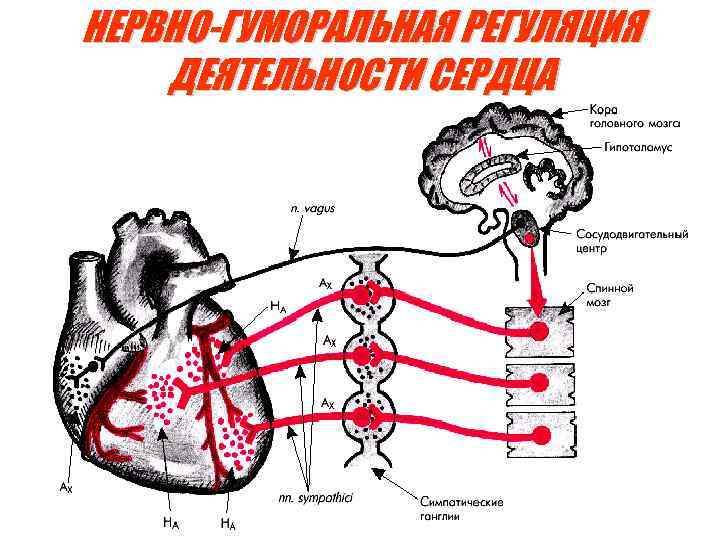 НЕРВНО-ГУМОРАЛЬНАЯ РЕГУЛЯЦИЯ ДЕЯТЕЛЬНОСТИ СЕРДЦА 