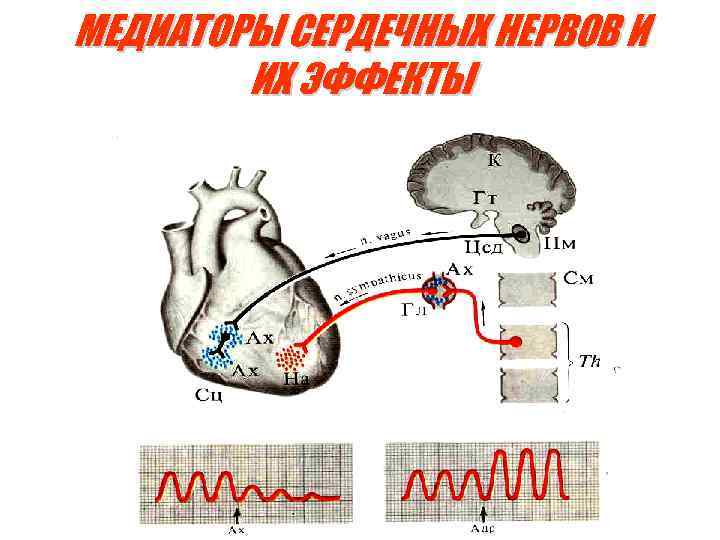 МЕДИАТОРЫ СЕРДЕЧНЫХ НЕРВОВ И ИХ ЭФФЕКТЫ 