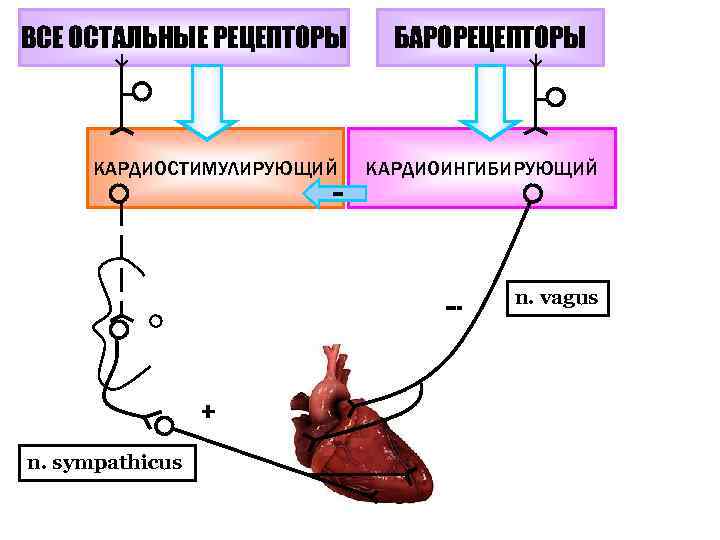 ВСЕ ОСТАЛЬНЫЕ РЕЦЕПТОРЫ КАРДИОСТИМУЛИРУЮЩИЙ БАРОРЕЦЕПТОРЫ КАРДИОИНГИБИРУЮЩИЙ -- --- + n. sympathicus n. vagus 