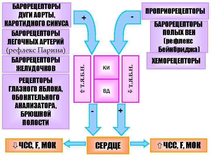  ЧСС, F, МОК КИ Т. Я. Б. Н. РЕЦЕПТОРЫ ГЛАЗНОГО ЯБЛОКА, ОБОНЯТЕЛЬНОГО АНАЛИЗАТОРА,