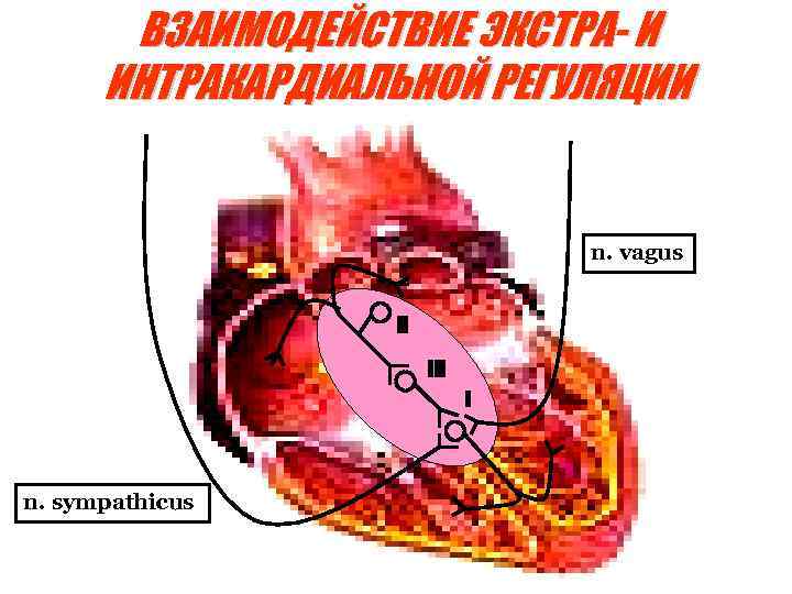 ВЗАИМОДЕЙСТВИЕ ЭКСТРА- И ИНТРАКАРДИАЛЬНОЙ РЕГУЛЯЦИИ n. vagus II I n. sympathicus 