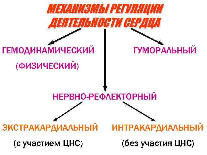 Механизмы регуляции деятельности сердца